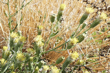 False Boneset, Brickellia eupatorioides, New Mexico