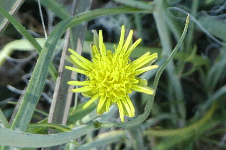 Vipergrass, False Salsify, Scorzonera lacinata, New Mexico