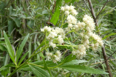 Mule Fat, Seepwillow, Baccharis salicifolia, New Mexico