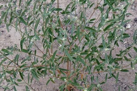 Texas Croton, Croton texensis, New Mexico