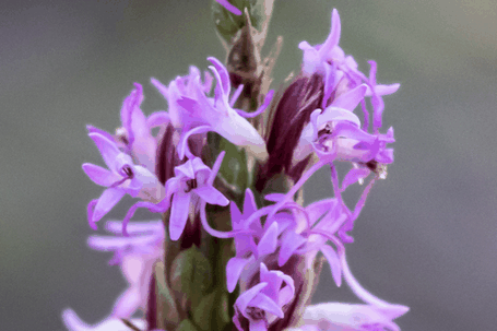 Purple Aster, Machaeranthera, New Mexico