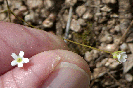 Rock Jasmine, Androsace, New Mexico