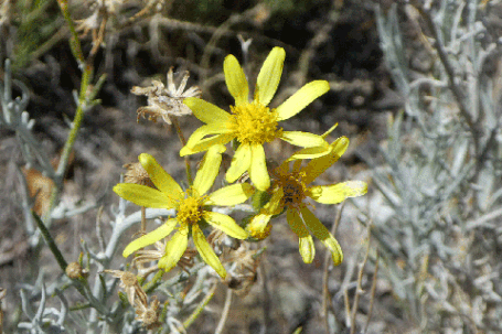 Threadleaf Groundsel, Senecio flaccidus, New Mexico