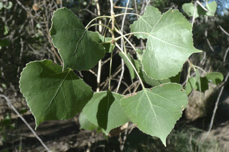 Cottonwood, Populus deltoides, New Mexico