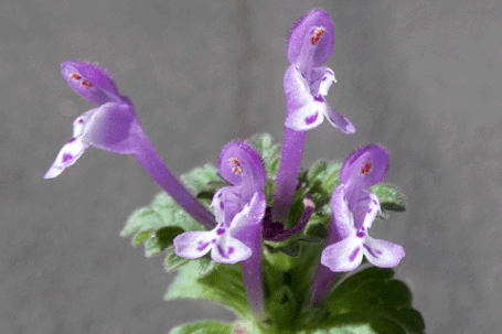 Henbit Deadnettle, Giraffeheads, Lamium amplexicaule, New Mexico
