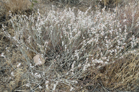 Wright's Buckwheat, Eriogonum wrightii, New Mexico