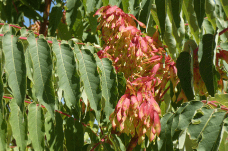 Tree-of-Heaven, Ailanthus altissima, New Mexico