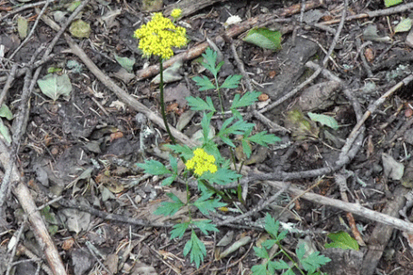 Mountain Parsley, Pseudocymopterus montanus, New Mexico