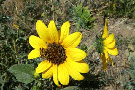 Annual Sunflower, Helianthus annuus, New Mexico
