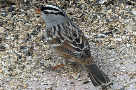 White-Crowned Sparrow, Zonotrichia leucophrys, New Mexico