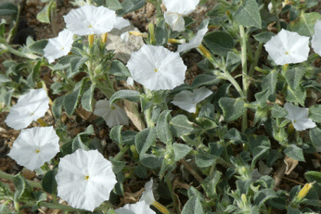 Phlox Heliotrope, Bindweed Heliotrope,  Heliotropium convolvulaceum, New Mexico