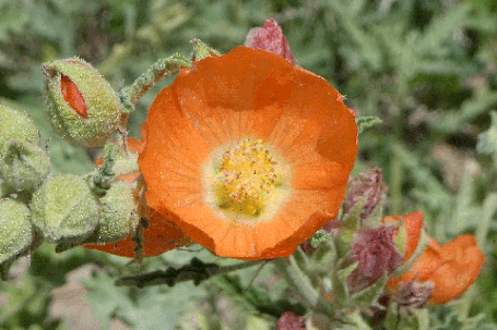 Globemallow, Sphaeralcea, New Mexico