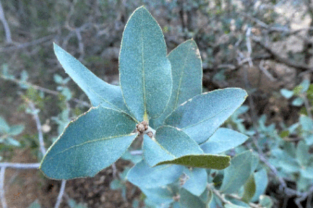 Gray Oak, Quercus grisea, New Mexico