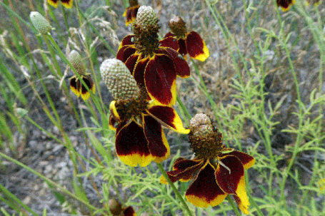 Prairie Coneflower, Mexican Hat, Ratibida columnifera, New Mexico