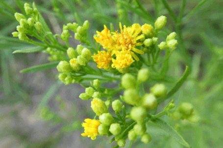 Western Goldentop, Euthamia occidentalis, New Mexico