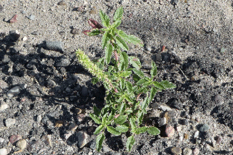 Careless Weed, Quelite, Amaranthus palmeri, New Mexico