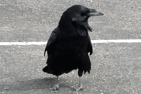 Raven, Corvus corax, New Mexico