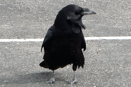 Common raven, Corvus corax, New Mexico