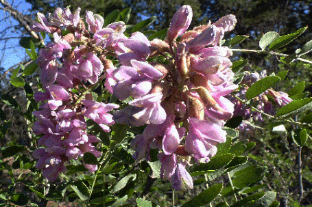 New Mexico Locust, Robinia neomexicana, New Mexico