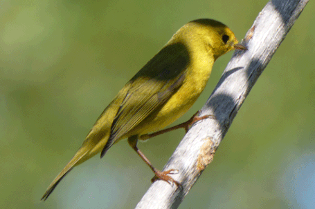 Orange-Crowned Warbler,  Leiothlypis celata, New Mexico