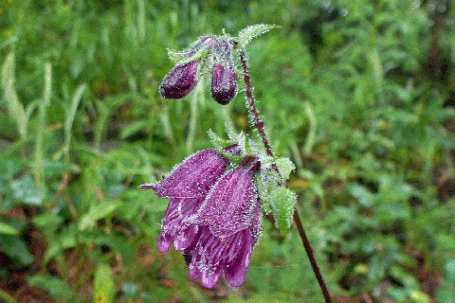 Dusky, Penstemon whippleanus, New Mexico