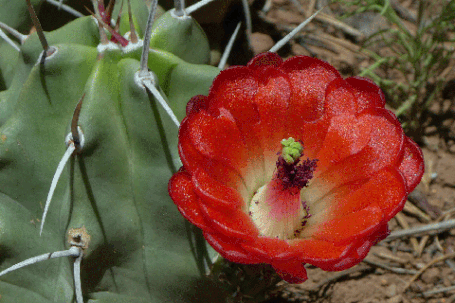 Claret Cup Cactus, Echinocereus, New Mexico