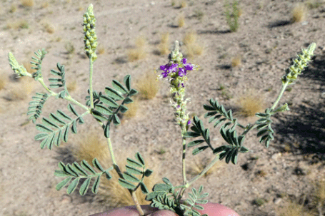 Woolly Prairie Clover, Dalea lanata, New Mexico