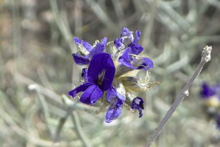 Broom Dalea, Psorothamnus scoparius, New Mexico