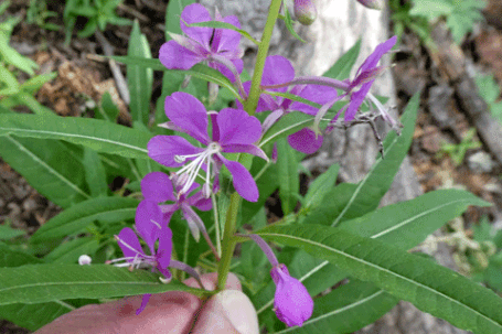 Fireweed, Chamerion angustifolium, New Mexico