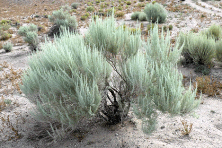 Sand Sage, Artemisia filifolia, New Mexico