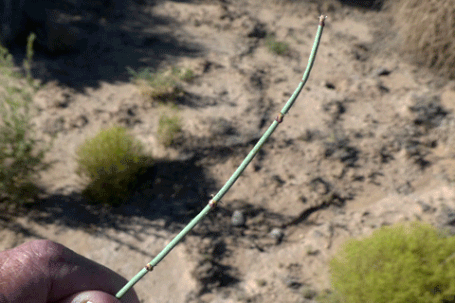 Ephedra, Jointfir, Mormon Tea, Ephedra, New Mexico