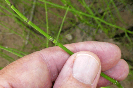 Smooth Horsetail, Scouringrush, Equisetum laevigatum