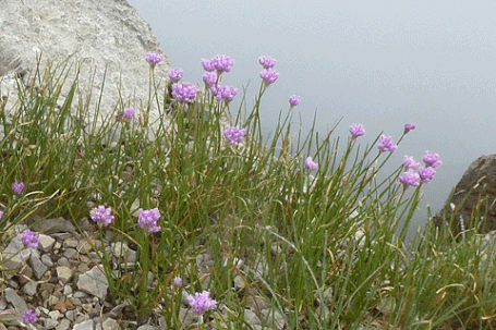 Geyer's Onion, Allium geyeri, New Mexico