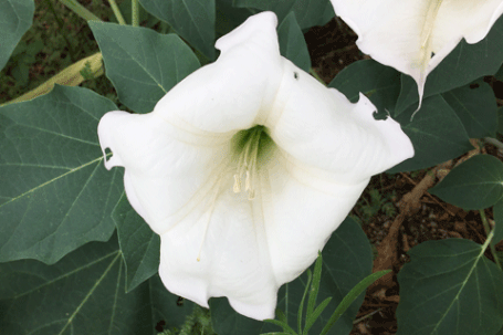 Sacred Datura, Thornapple, Datura wrightii