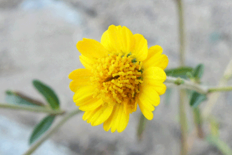 Rag-Leaf Bahia, Amauriopsis dissecta, New Mexico