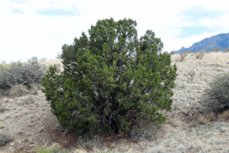 Rocky Mountain Juniper, Juniperus scopulorum, New Mexico