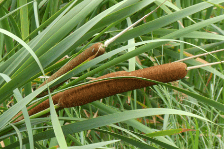 Catttail, Typha, New Mexico