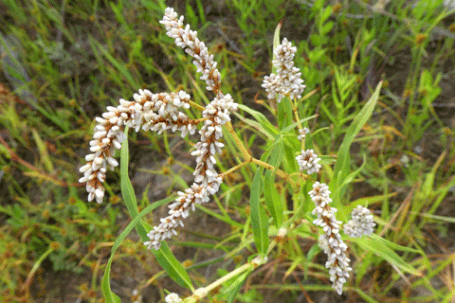 Pale Smartweed, Persicaria lapathifolia, New Mexico