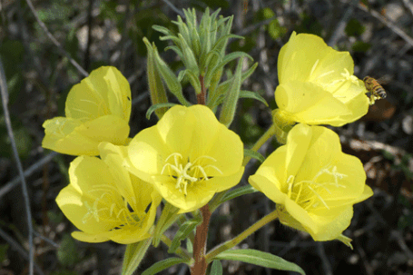 Hooker's Evening Primrose, Oenothera hookeri, New Mexico