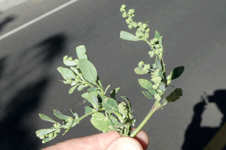 Goosefoot, Chenopodium, New Mexico