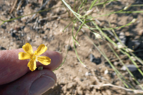 Bristle Flax, Linum aristatum, New Mexico