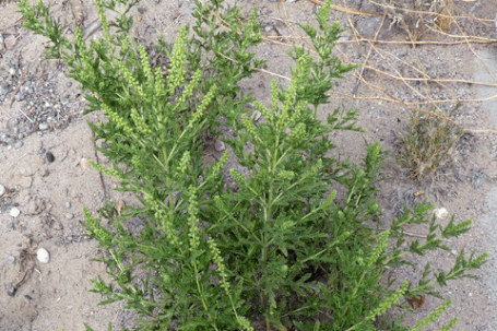 Perennial Ragweed, Ambrosia psilostachya, New Mexico