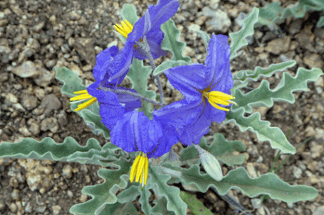 Silverleaf Nightshade, Solanum elaeagnifolium