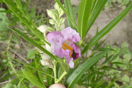 Desert Willow, Chilopsis linearis, New Mexico