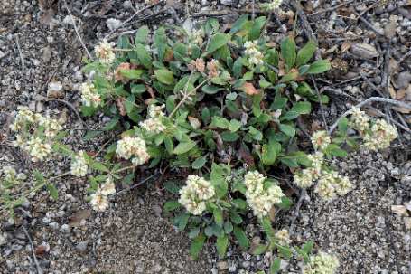 James' Buckwheat, Eriogonum jamesii, New Mexico