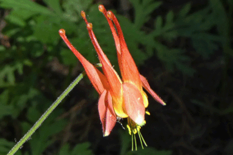 Red Columbine, Aquilegia desertorum or elegantula, New Mexico