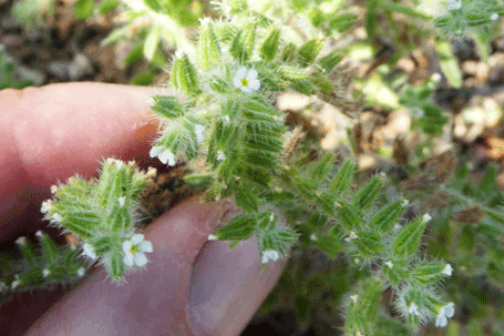 Hidden Flower, Thicksepal Catseye, Cryptantha crassisepala, New Mexico