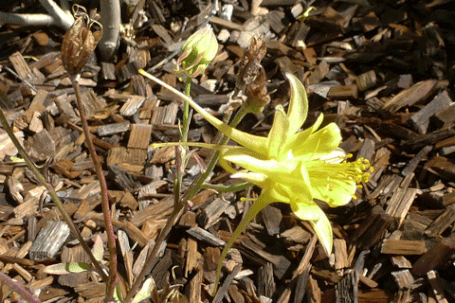 Golden Columbine, Aquilegia chrysantha