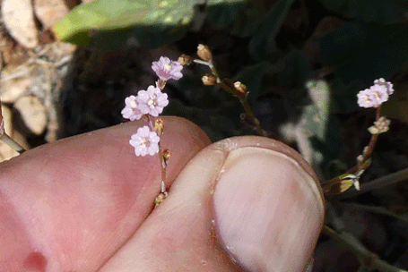 Creeping Spiderling, Boerhavia torreyana, New Mexico