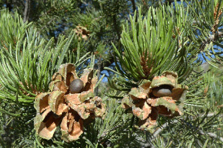 piñon, pinyon pine, Pinus edulis, New Mexico